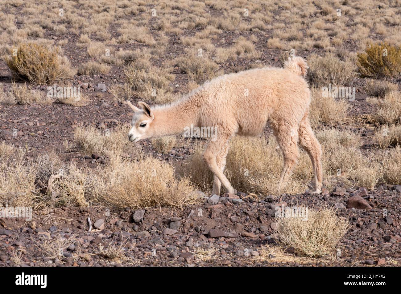A llama, Lama glama, in der Atacama-Wüste bei San Pedro de Atacama, Chile. Stockfoto