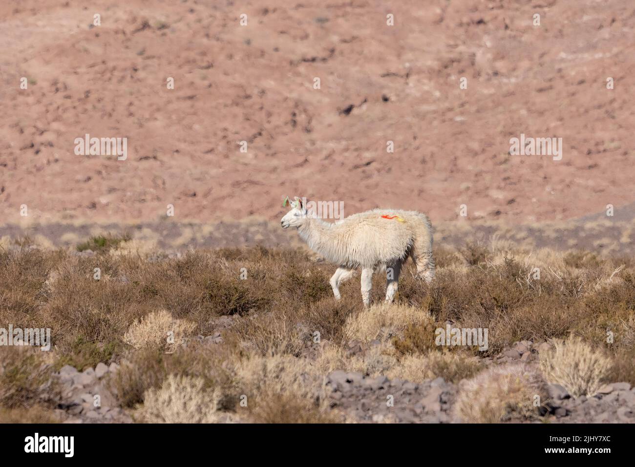 Ein heimisches Lama mit Quasten in den Ohren in der Atacama-Wüste bei San Pedro de Atacama, Chile. Garnknäuel identifizieren Eigentum. Stockfoto