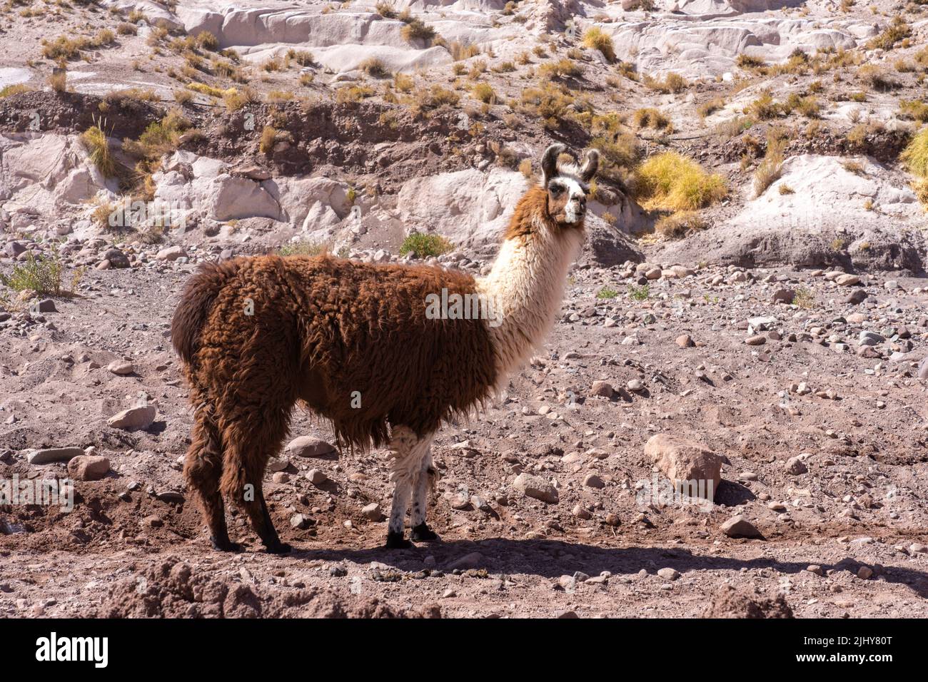 Ein Lama im Tal des Rio Salado in der Atacama-Wüste bei Lican, Chile. Stockfoto