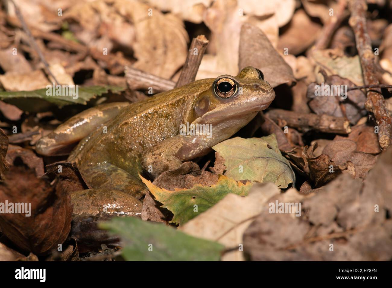 Gewöhnlicher Frosch (Rana temporaria) auf einem Waldboden Stockfoto