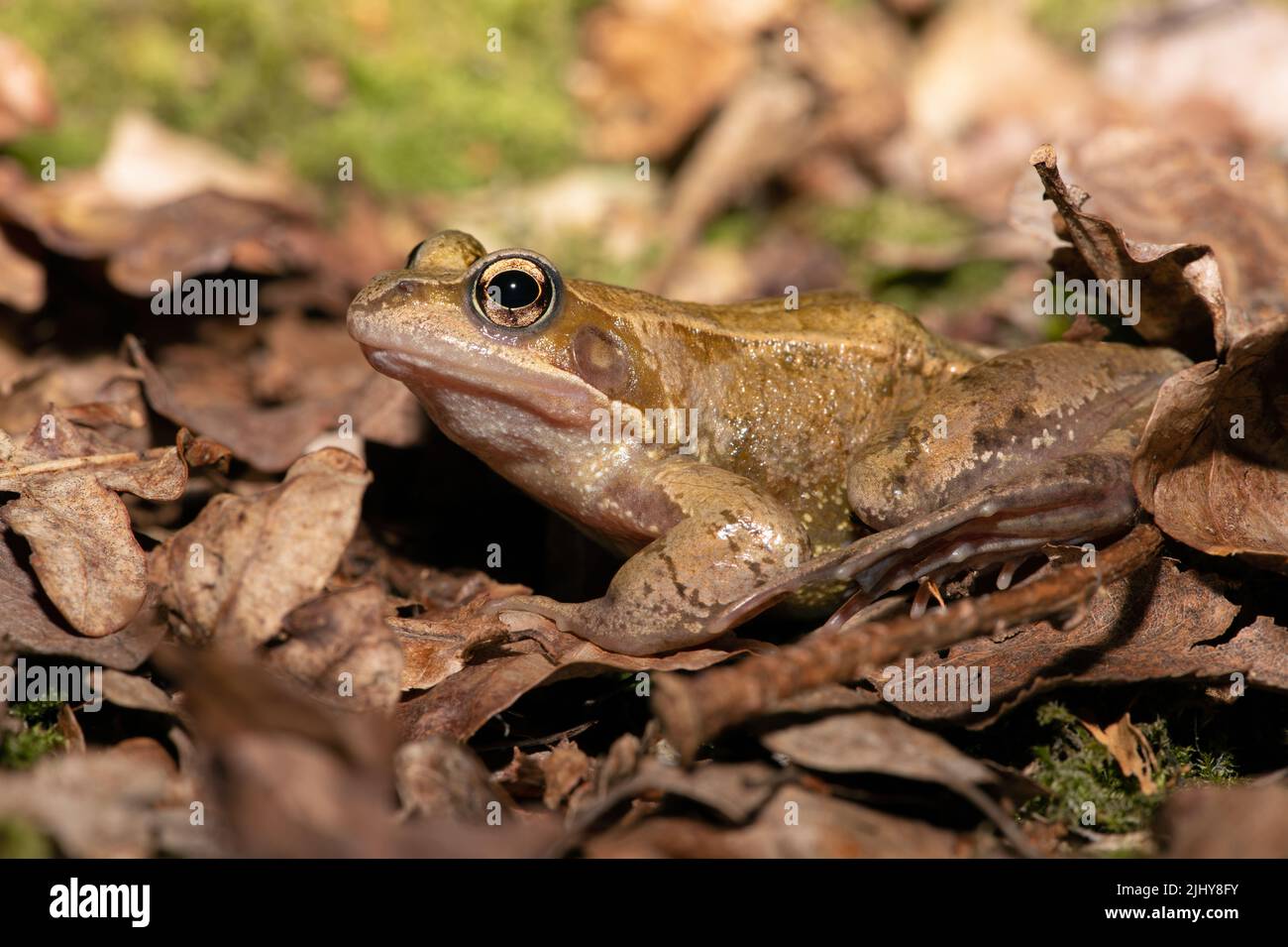 Gewöhnlicher Frosch (Rana temporaria) auf einem Waldboden Stockfoto