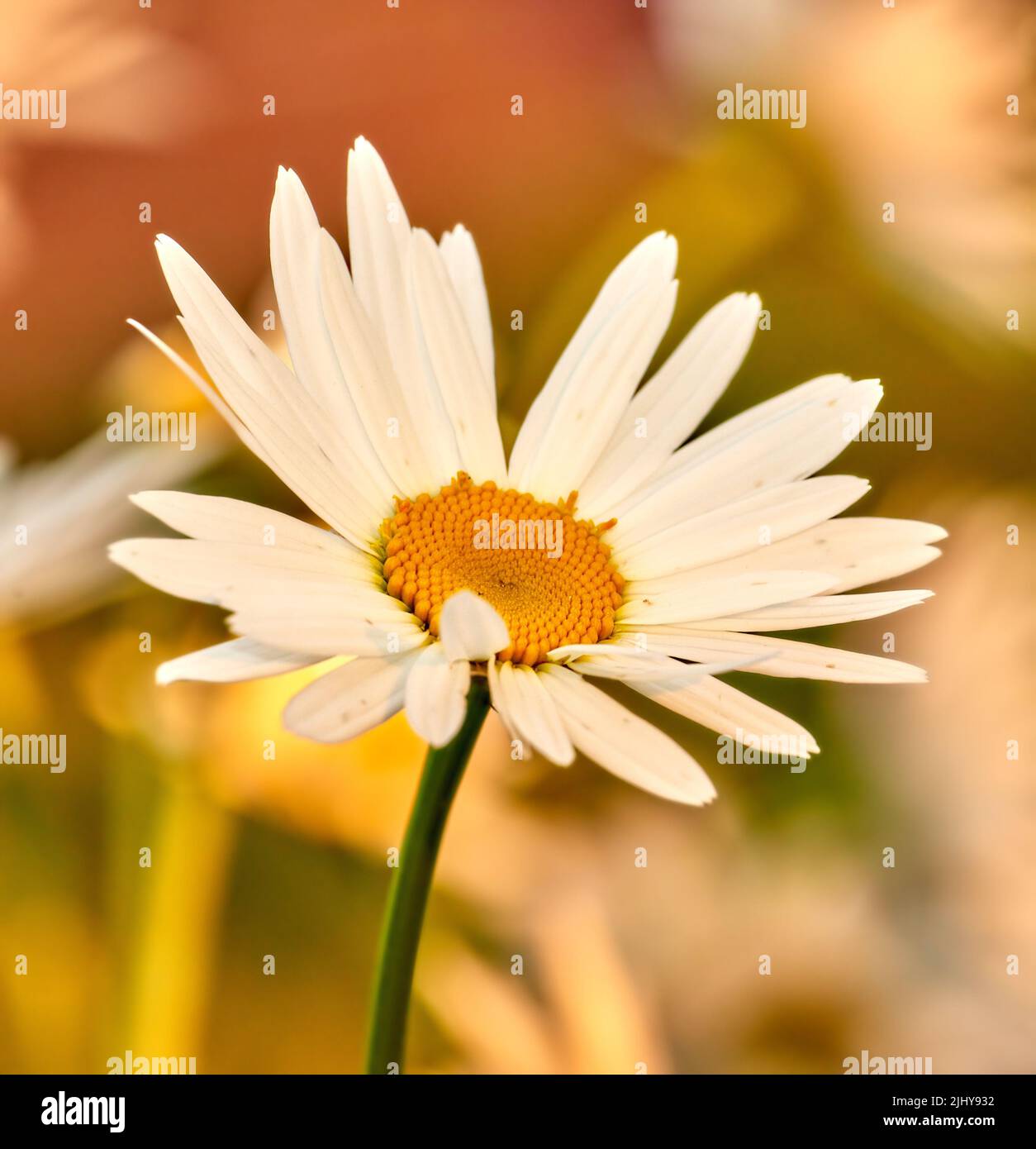 Kopieren Raum Nahaufnahme von weißen Gänseblümchen Blume wächst in einem abgelegenen Feld, Wiese oder Hausgarten mit Bokeh Hintergrund. Marguerite argyranthemum frutescens Stockfoto