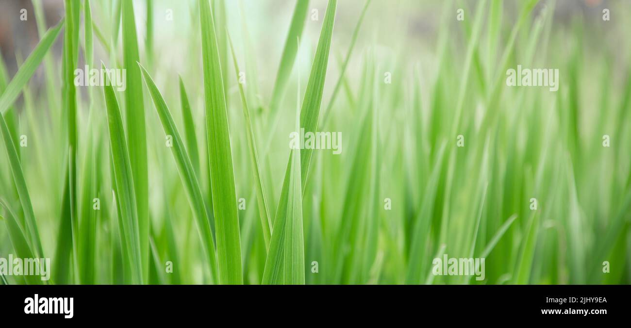 Grünes Gras Textur als Hintergrund. Perspektivische Ansicht und selektiver Fokus. Künstlerische abstrakte Frühling oder Sommer Hintergrund mit frischem Gras als Banner oder Stockfoto