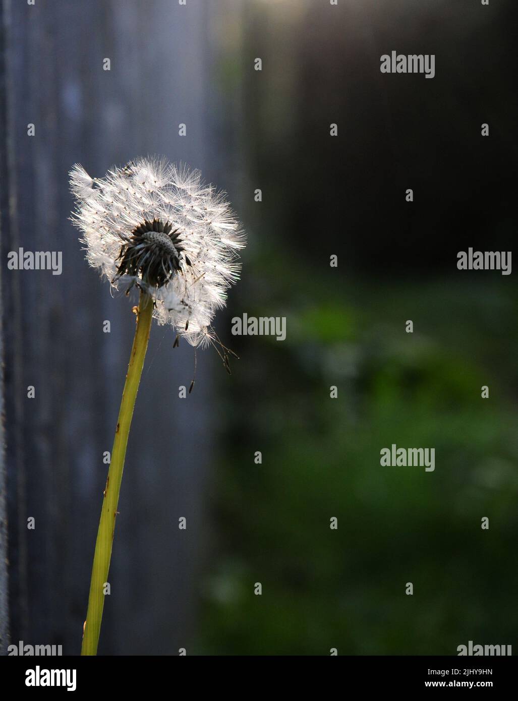Löwenzahn Samen Kopf. Stockfoto