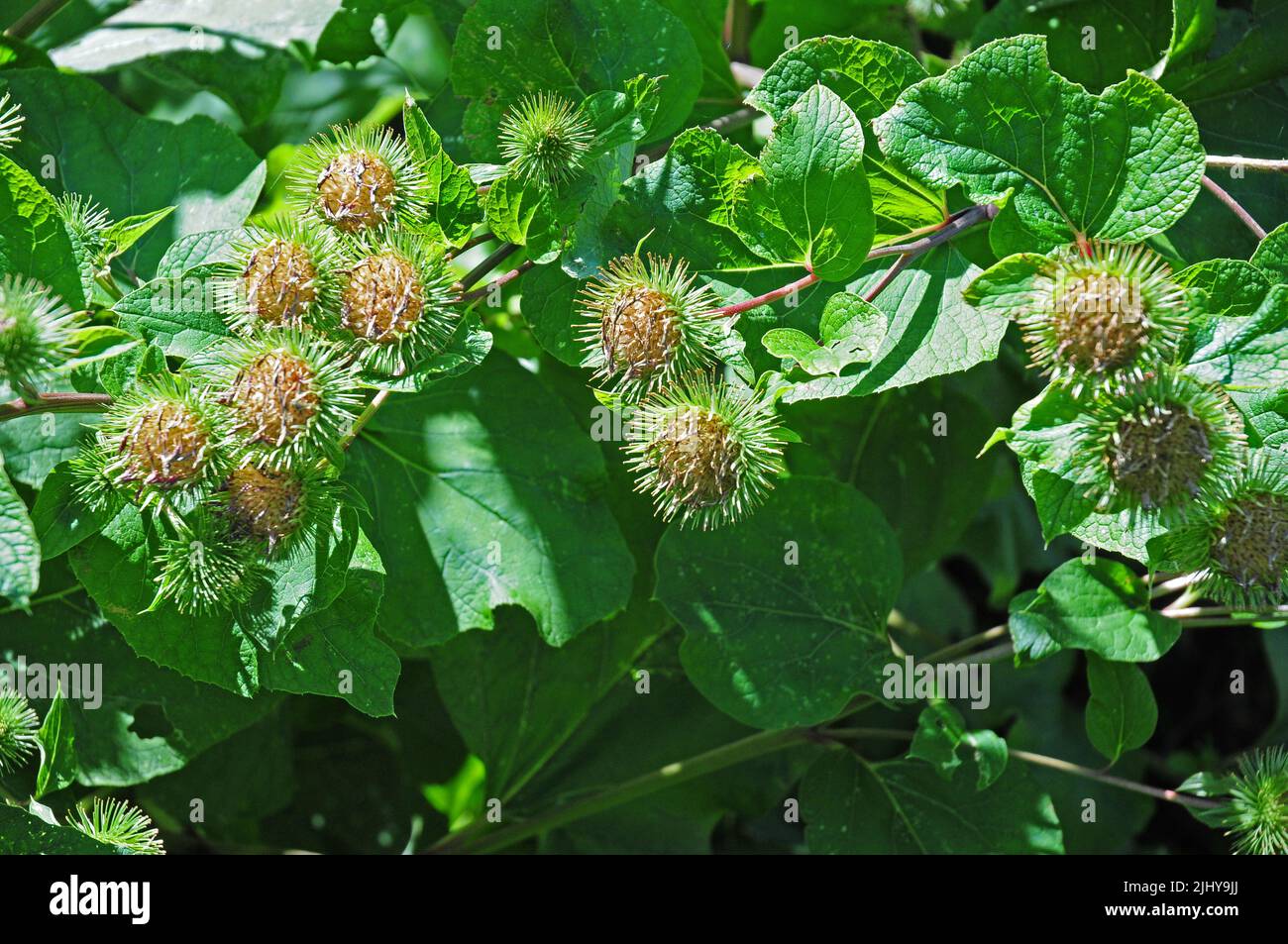 Saatköpfen von Klette Stockfoto