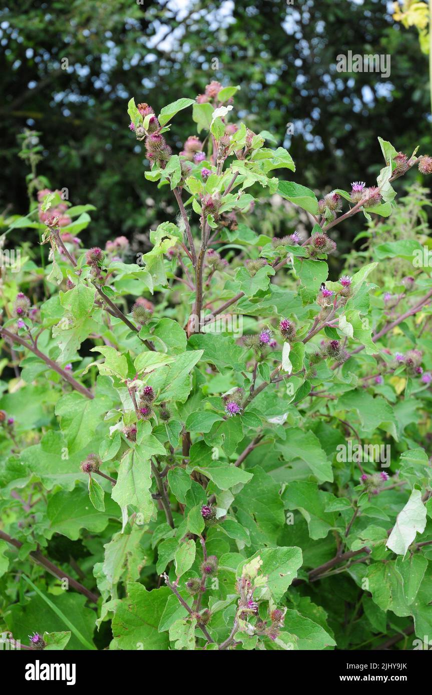 Klette in Blüte. Stockfoto