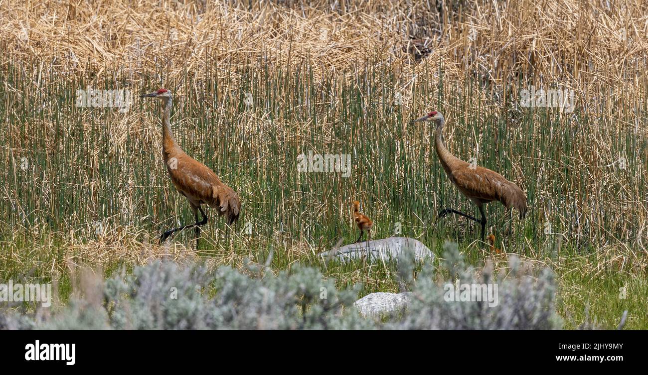 2 Erwachsene und 2 Küken-Sandhügelkräne werden im Gras getarnt, Yellowstone-Nationalpark, Wyoming Stockfoto