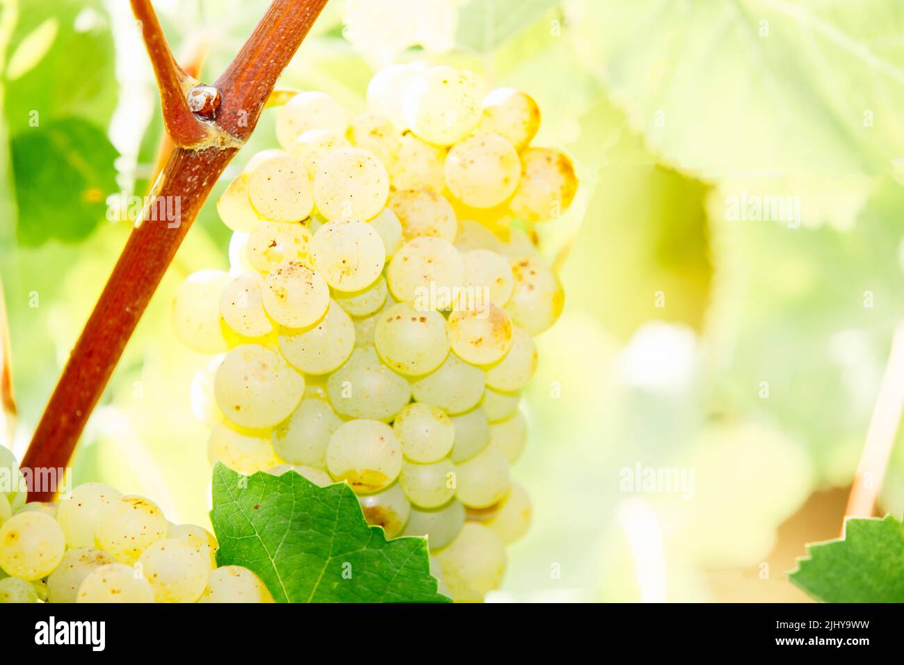 Weißwein Traube im Weinberg Stockfoto