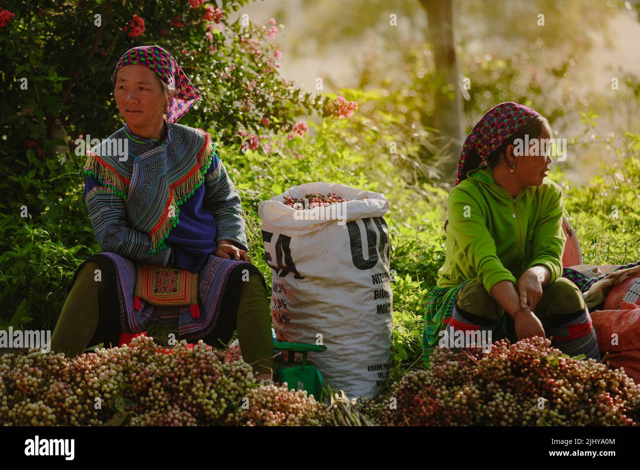 BAC ha, Vietnam - 7. Juli 2019 : Hmong-Frauen verkaufen Vetgetable in Bac Ha Markt, Nordvietnam. BAC Ha ist ein Markt für Bergstämme, auf dem die Menschen zu t kommen Stockfoto