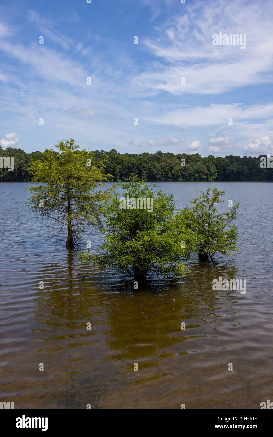 Stand von Baldzypressen (Taxodium distichum) im Wasser, Trap Pond State Park, Delaware Stockfoto
