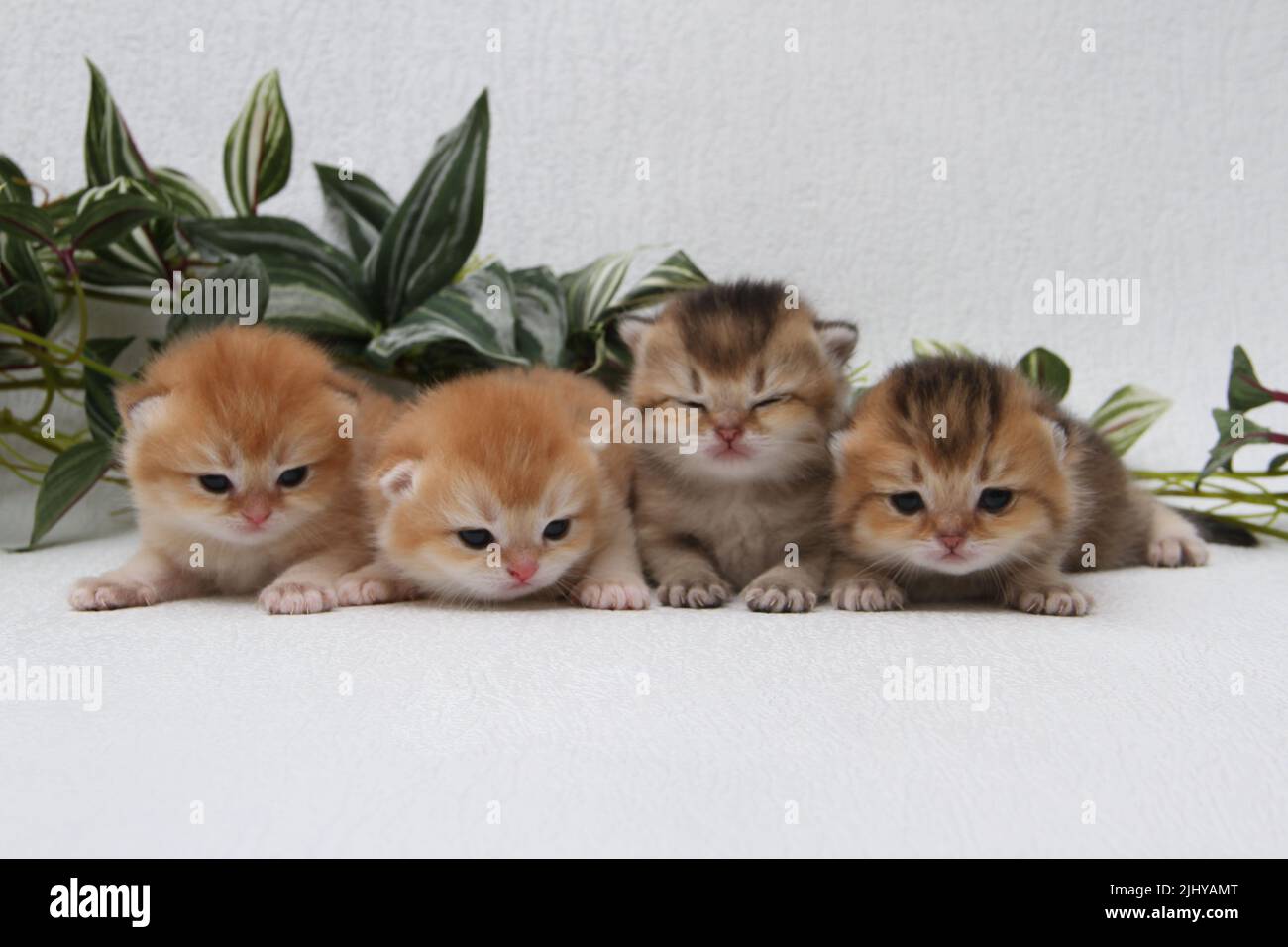 Britische Langhaar-Kätzchen auf weißem Hintergrund mit grünen Blättern. Golden Chinchilla Highlander. Niedliche flauschige Kätzchen. Haustiere im gemütlichen Zuhause. Draufsicht Web Stockfoto