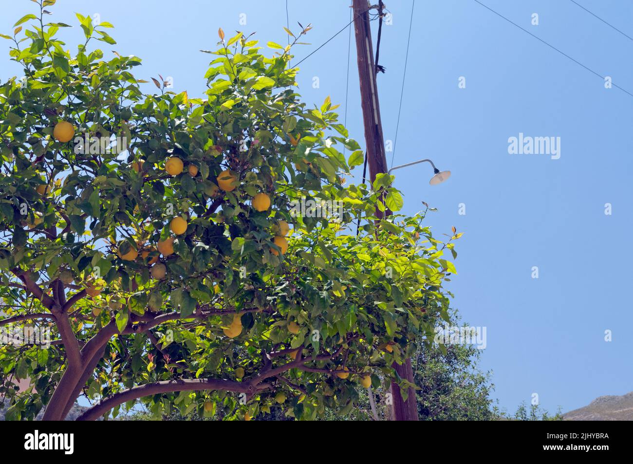 Zitronen wachsen auf Zitronenbaum gegen blauen Himmel, mit Telegrafenmast, Tilos, Sommer 2022 Stockfoto