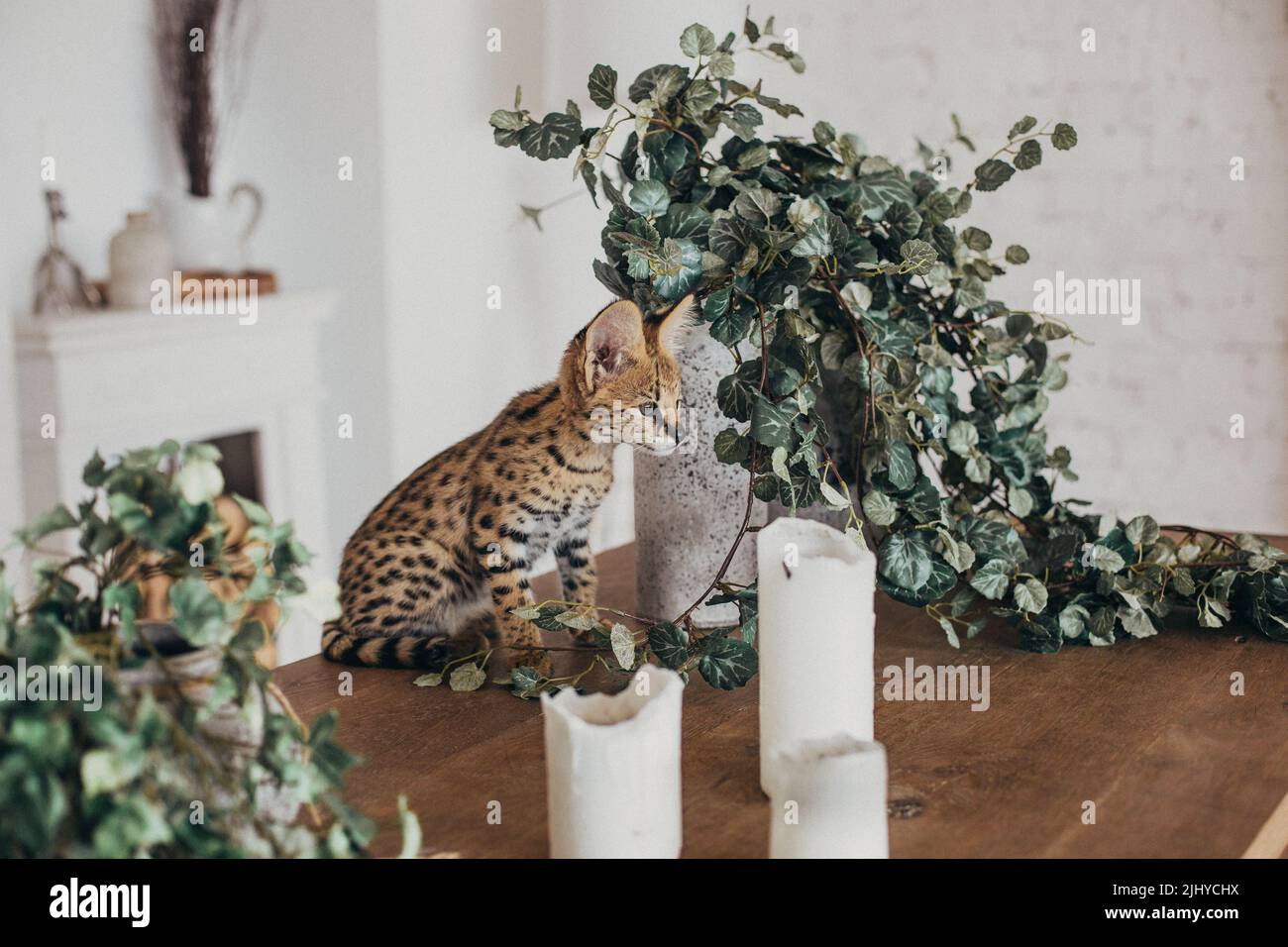 Serval Wildkatze zu Hause Innenraum. Afrikanisch gefleckte Kätzchen. Gelbgoldenes Fell mit schwarzem Punkt und großen flauschigen Ohren. Niedliche Savanne Katze. Lustige entzückende Haustiere Stockfoto