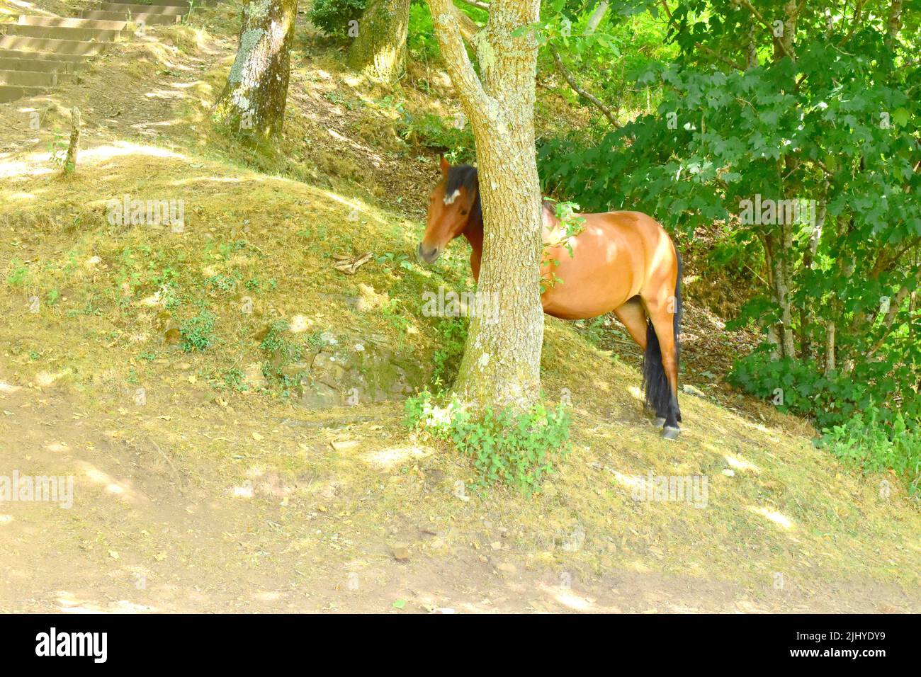 Dartmoor poniert an den Stufen zum Sharp Tor. Stockfoto