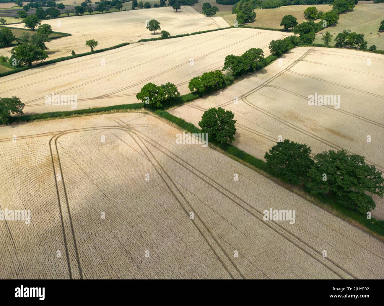 Luftaufnahme der trockenen Weizenfelder, die zur Ernte bereit sind, auf Feldern in der Nähe von Redditch, Worcestershire Stockfoto
