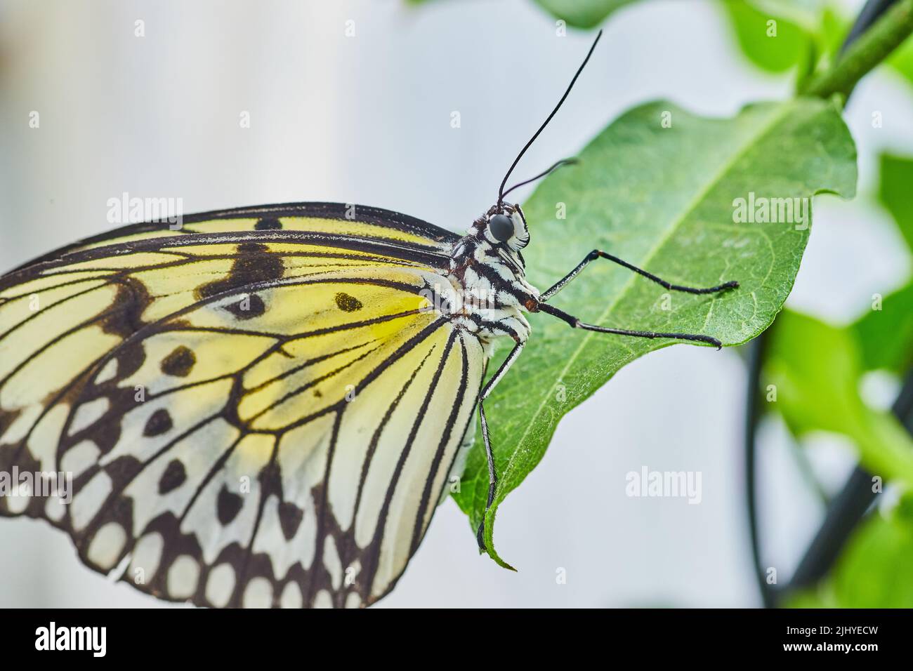 Detail des Asian Common MIME Swallowtail Schmetterlings Stockfoto