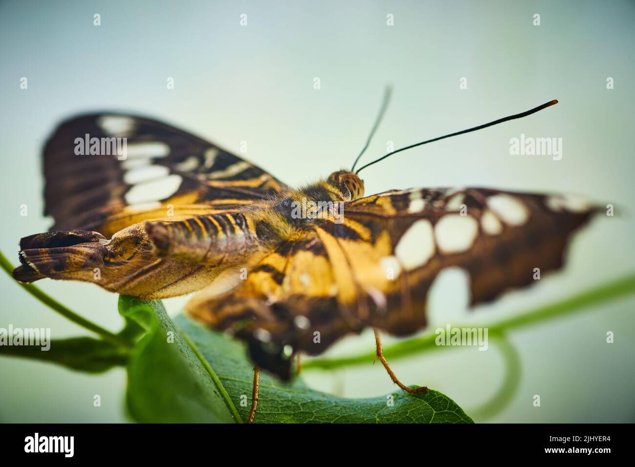 Blick von hinten auf den Brown Clipper Schmetterling Stockfoto