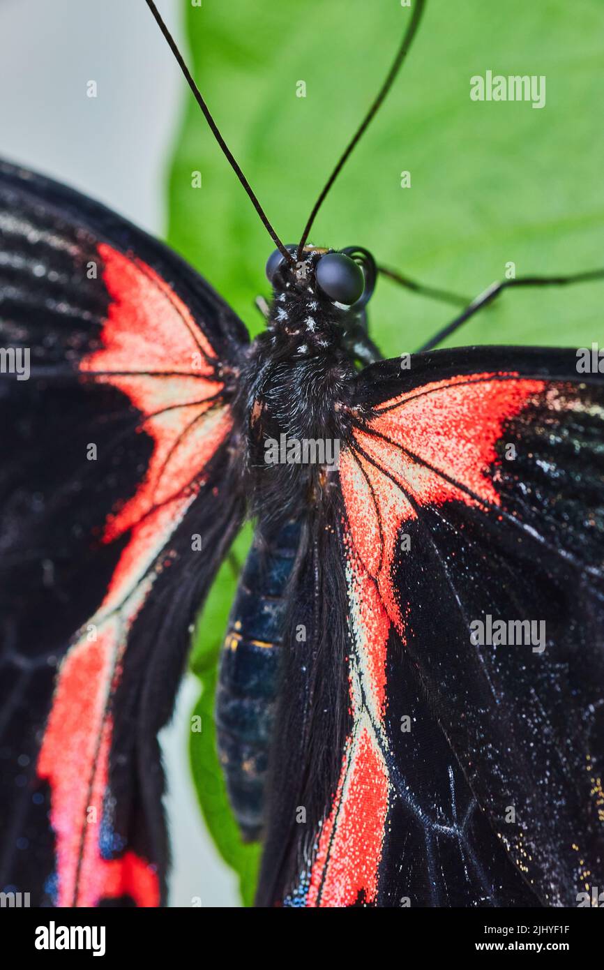 Scharlachrot-mormonischer Schmetterling Detail von roten und schwarzen Flügeln Stockfoto