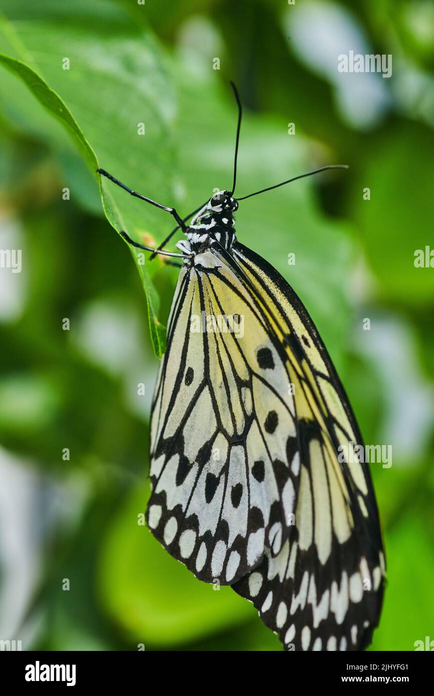 Detail des asiatischen MIME Schwalbenschwanzschmetterlings auf Blatt Stockfoto