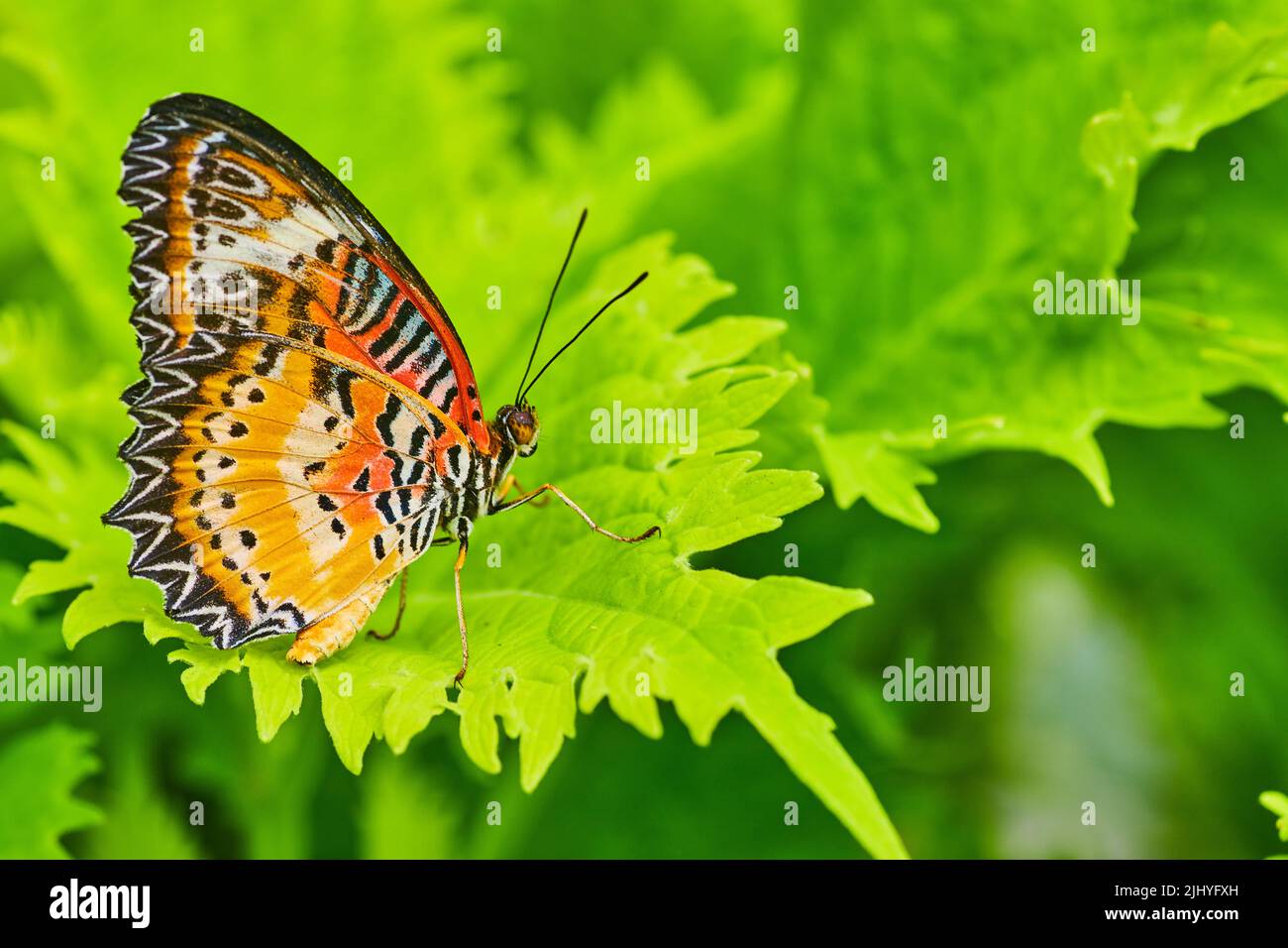 Bild von geschlossenen Flügeln des roten Lacewing Schmetterlings auf grünen Blättern Stockfoto