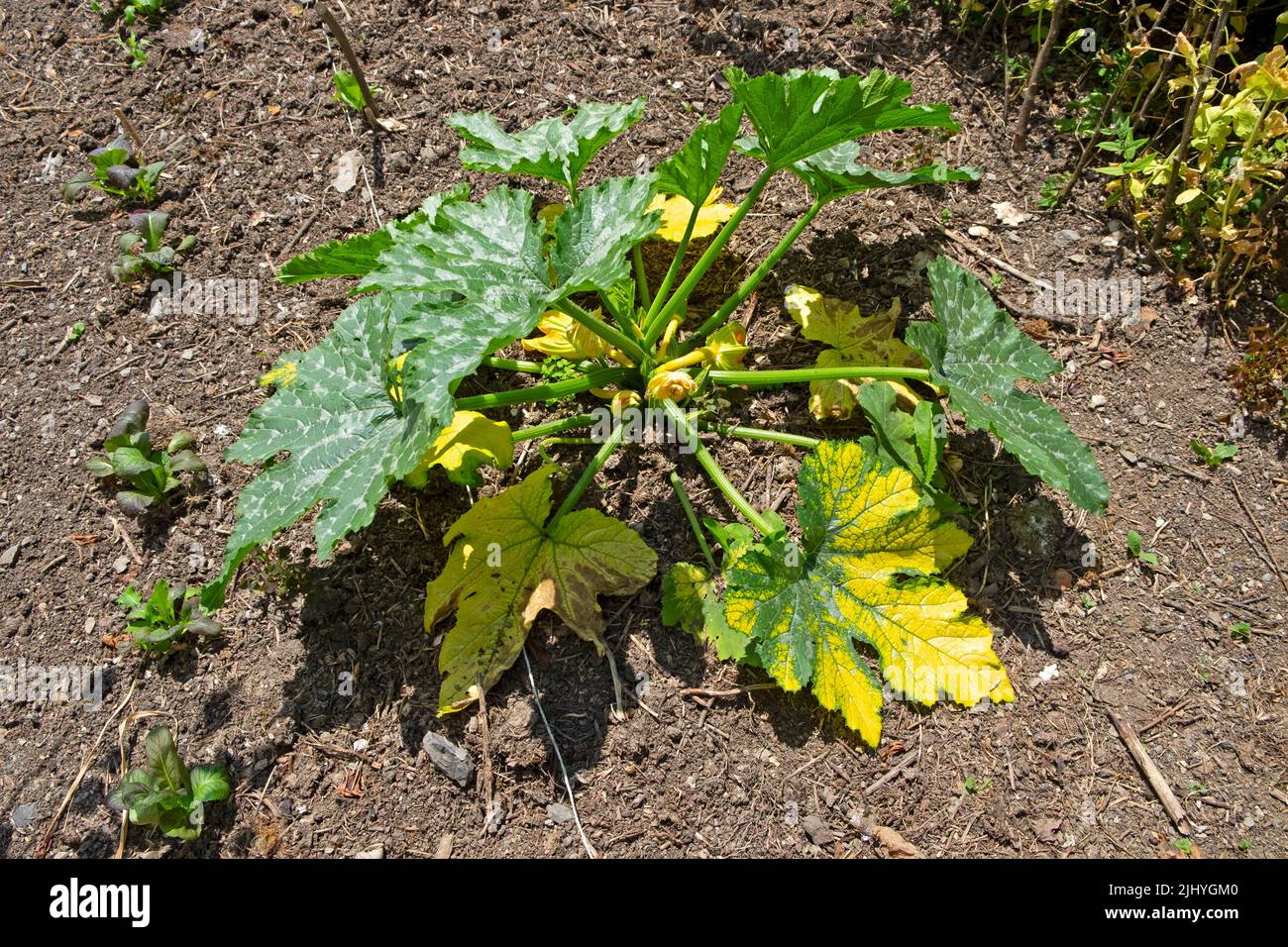 Zucchini-Pflanze mit absterbenden gelben Blättern wächst in trockenem, ausgetrockneten Gartenboden in der Hitzewelle Carmarthenshire Wales 2022 Großbritannien KATHY DEWITT Stockfoto