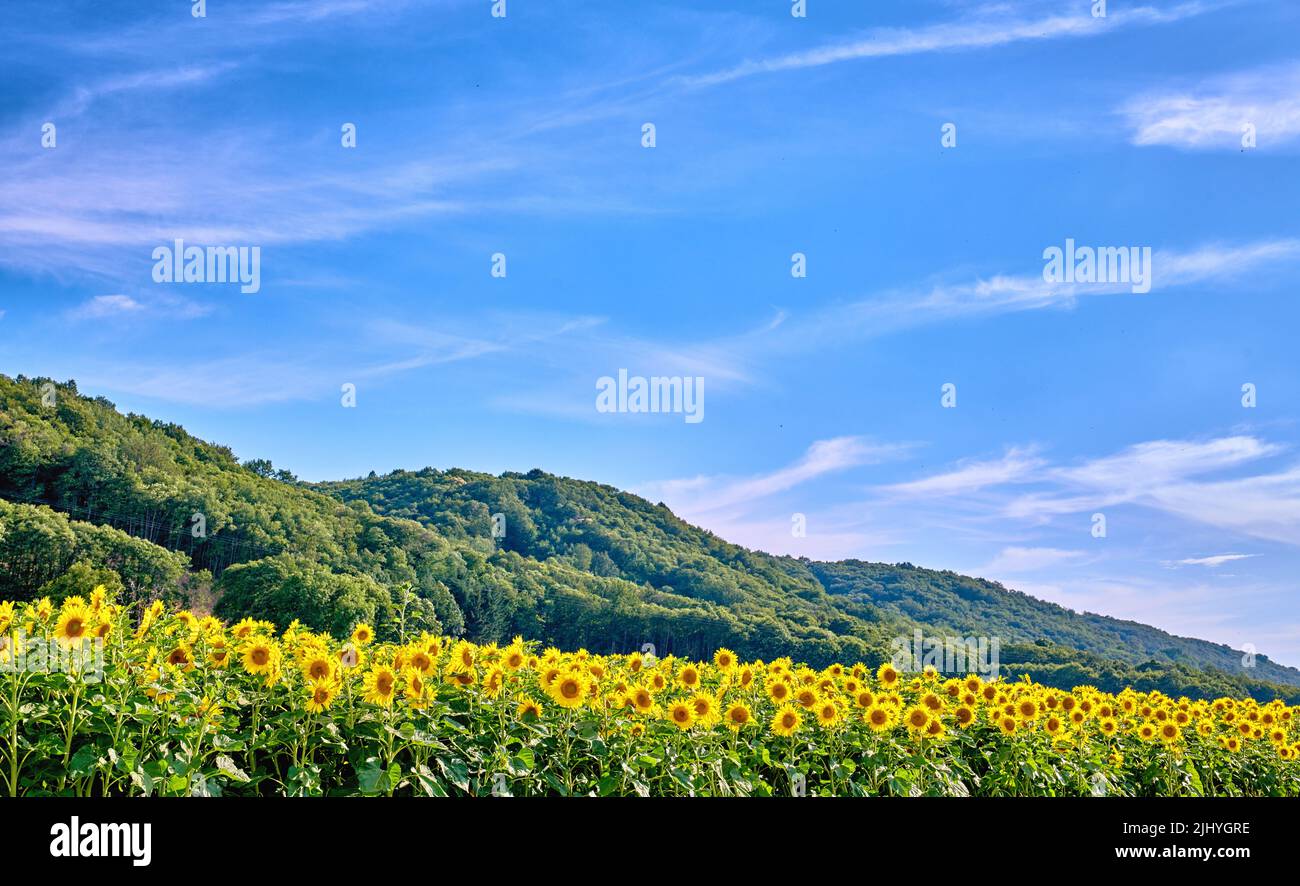 Gelbe Sonnenblumen wachsen in einem Feld mit üppigen Hügeln und einem wolkigen blauen Himmel Hintergrund und Kopierer Raum. Hoher helianthus annuus mit lebhaften Blütenblättern Stockfoto