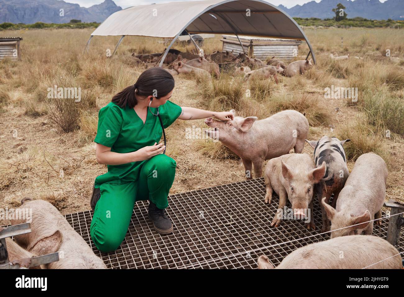 Ich liebe die Arbeit mit Tieren. Eine Tierärztin auf einem Bauernhof mit Schweinen. Stockfoto