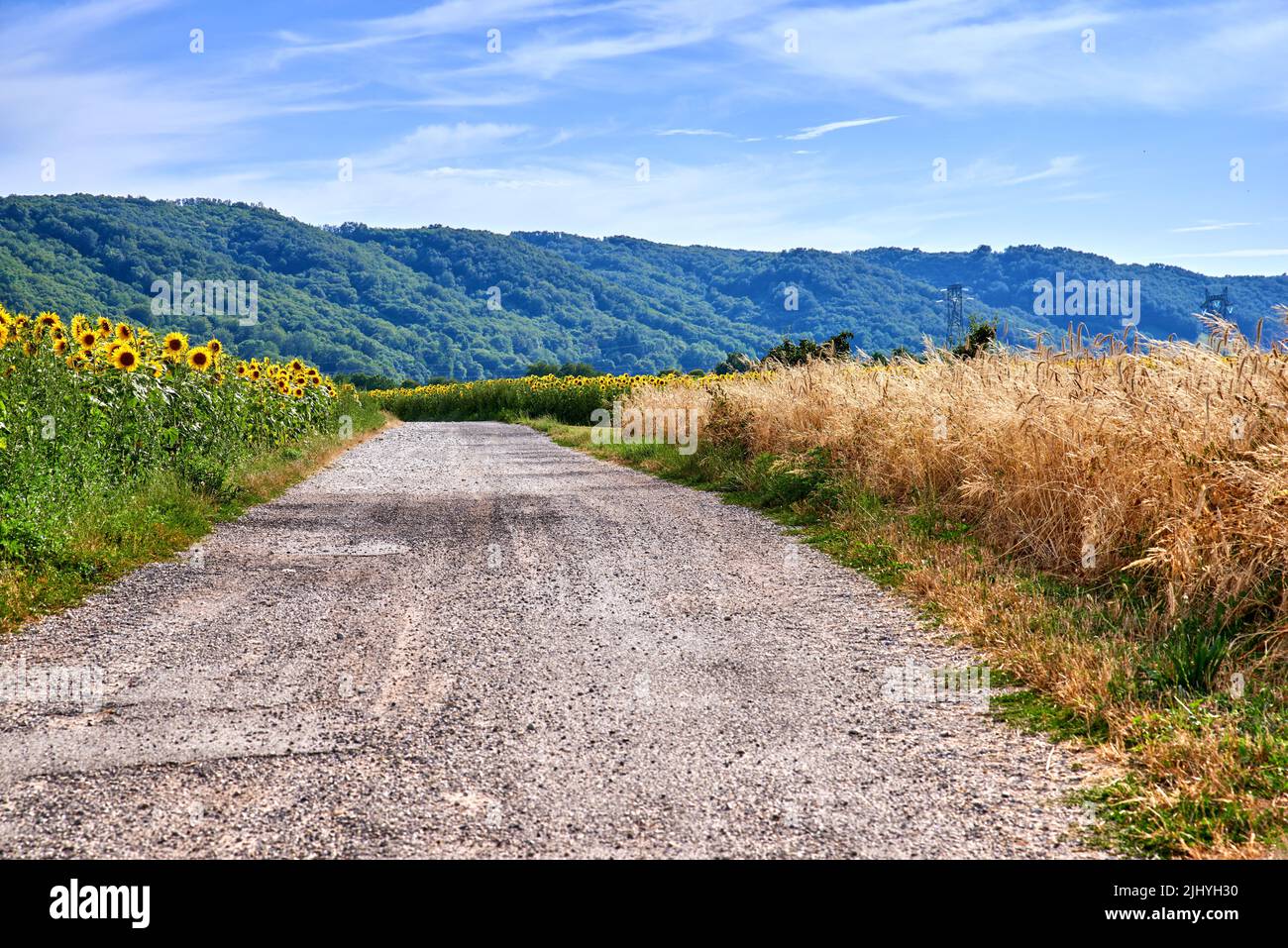Blick auf die Landstraße mit einer grünen Farmlandschaft auf dem Land. Bezaubernde Natur mit frischen Sonnenblumen- und Gerstenfeldern. Isoliert Stockfoto