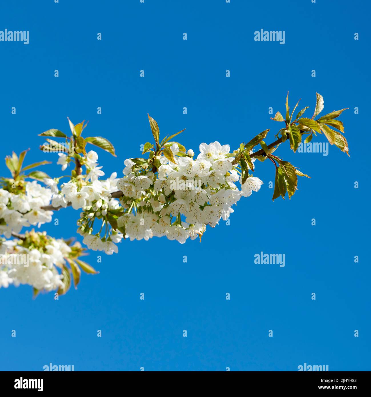 Blick auf weiße Blüten, die auf einem Kirsch- oder Apfelbaum-Stamm in einem Obstgarten wachsen. Gruppe von zarten frischen Frühlingsblüten und Blättern isoliert Stockfoto