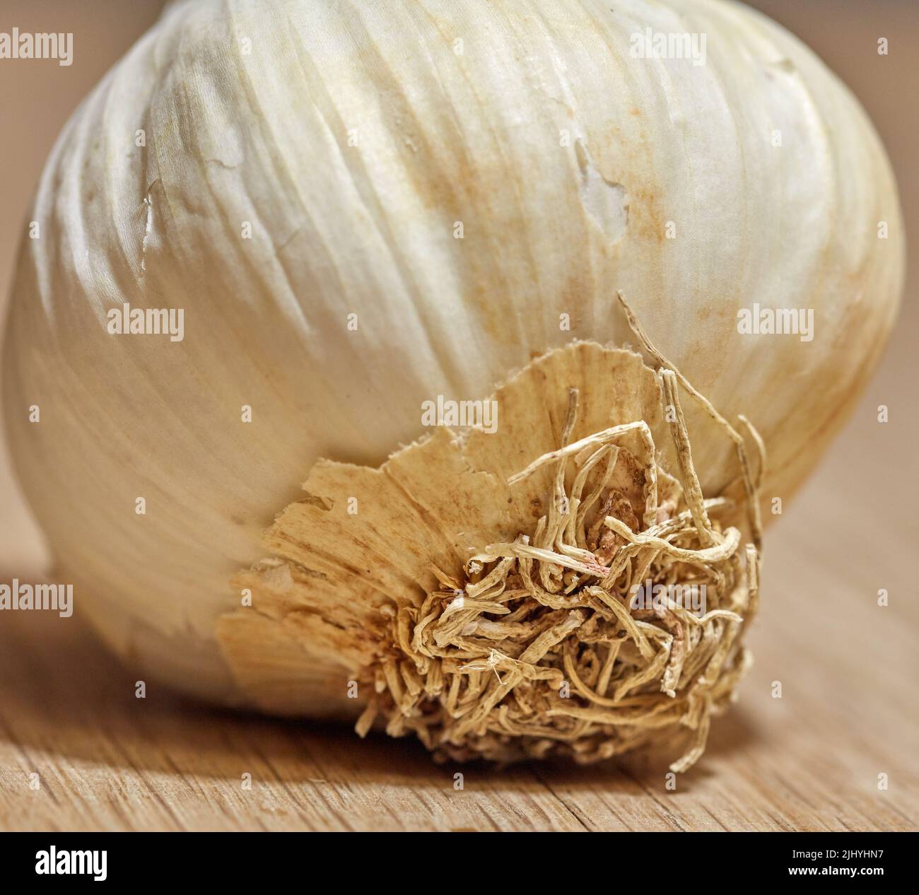 Essen. Nahaufnahme eines Knoblauchkopfes mit lockigen Wurzeln an der Basis. Eine Bio-Kräuterpflanze auf einem Holztisch in einer Küche. Eine Zutat oder ein Gemüse Stockfoto