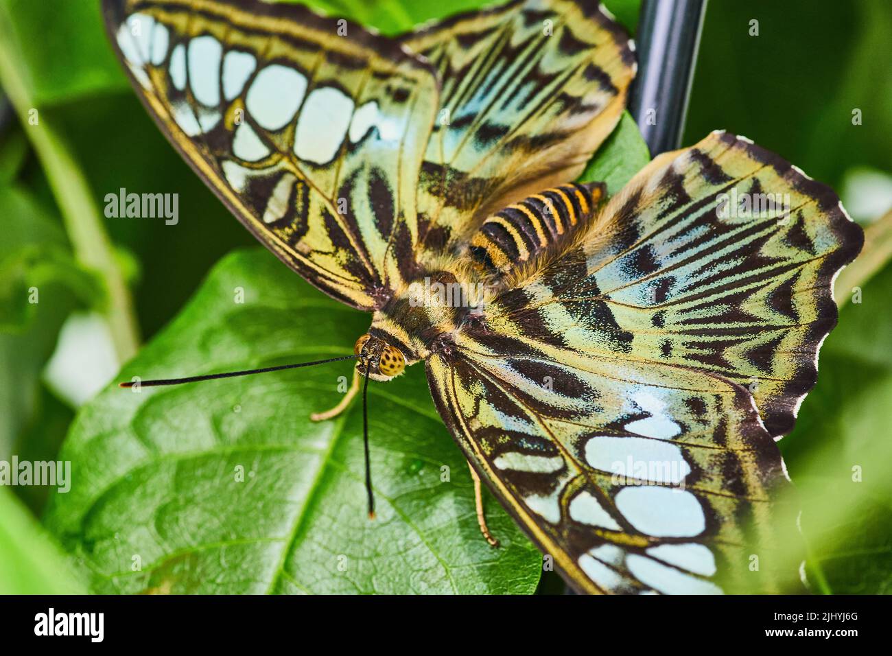 Detail von Brown Clipper Schmetterling ruhend Stockfoto