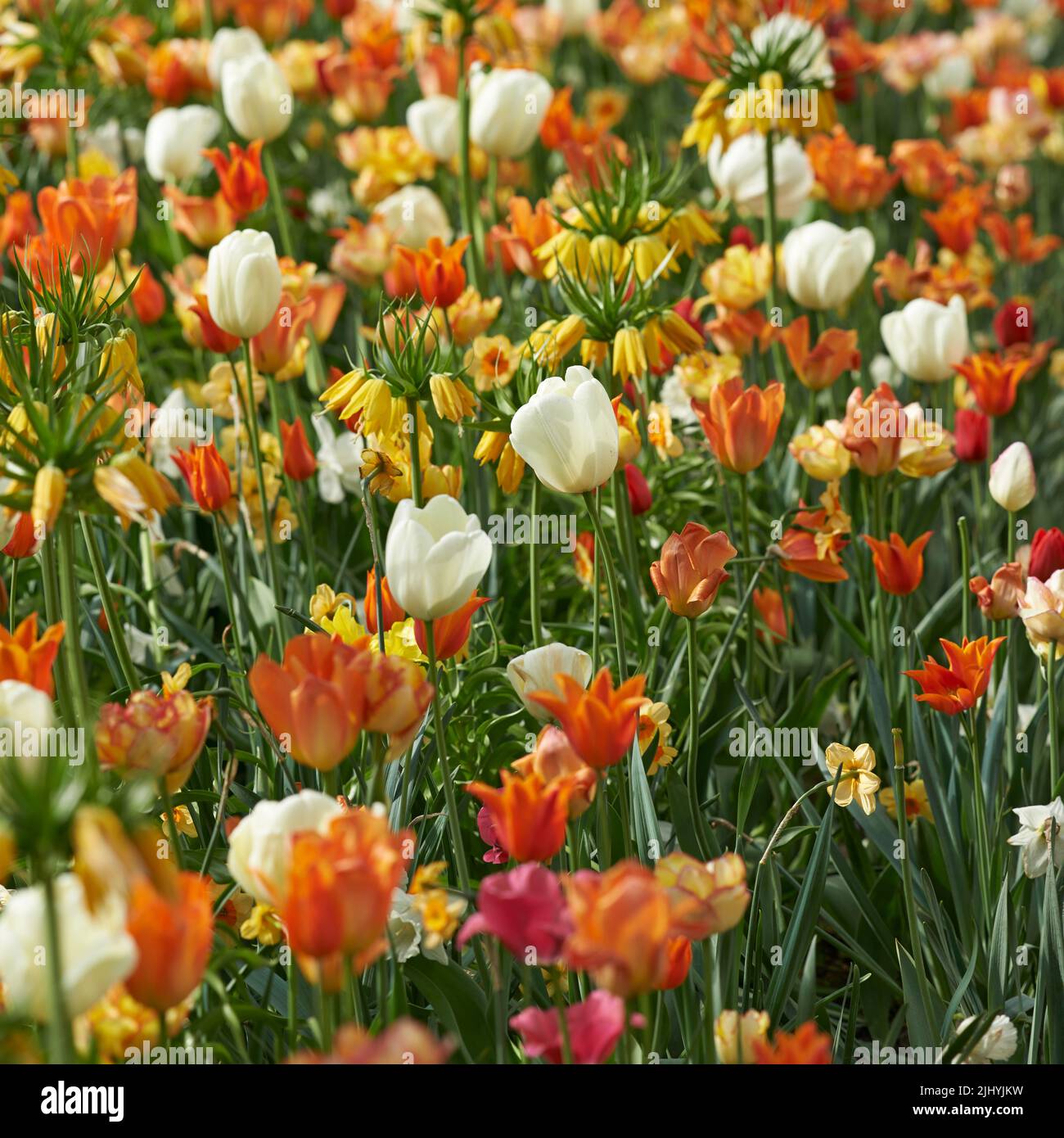 Feld von Tulpen und Krone kaiserlichen Blumen wachsen, blühen und blühen in üppig grünen Wiese oder gepflegten Garten. Haufen dekorativer Pflanzen Stockfoto