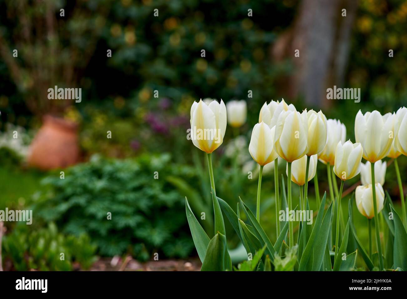 Schöne weiße Tulpen wachsen in einem Landschaftsgarten im Frühsommer. Nahaufnahme der Blumen, die im Frühling in der Natur blühen. Natürliche weiße Blüte Stockfoto