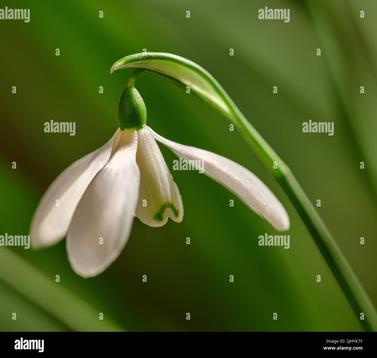 Nahaufnahme der weißen gewöhnlichen Schneeglöpfenblume, die vor dem Hintergrund des grünen Kopierraums in einem abgelegenen Feld wächst. Detail von galanthus nivalis blühend, blühend Stockfoto