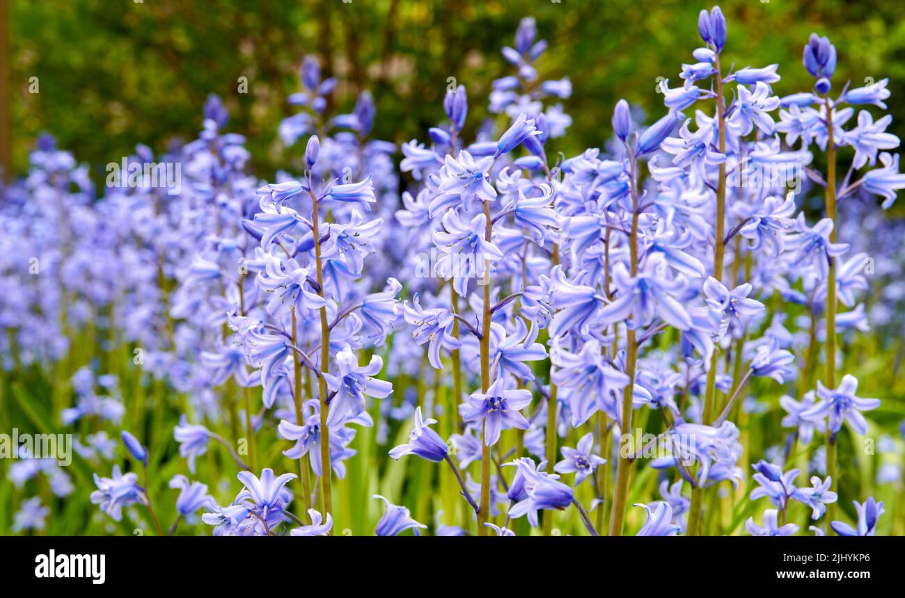 Tapete von zarten blauen Blumen in einem Feld im Frühjahr mit Kopierraum. Nahaufnahme Landschaft der Natur und Pflanzenansicht von Bluebells oder Indigo Hyazinthen Stockfoto