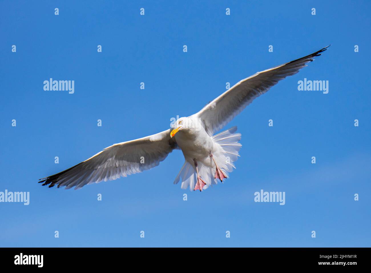 Europäische Heringsmöwe (Larus argentatus) im Flug, die im Sommer Flügel ausbreitet, um am Strand entlang der Nordseeküste zu landen Stockfoto