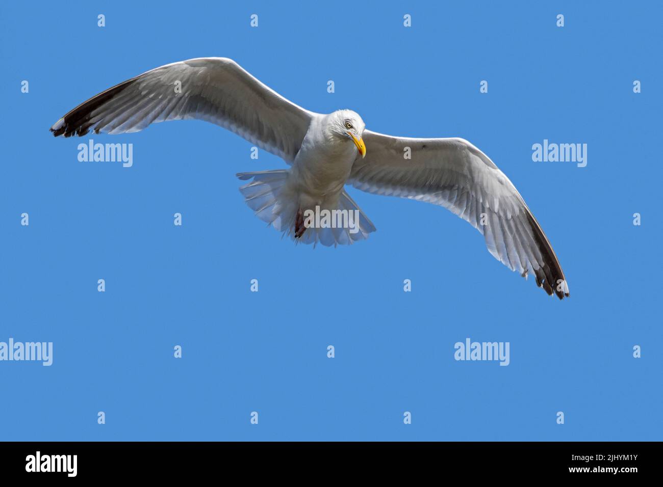Europäische Heringsmöwe (Larus argentatus) im Flug gegen den blauen Himmel im Sommer Stockfoto