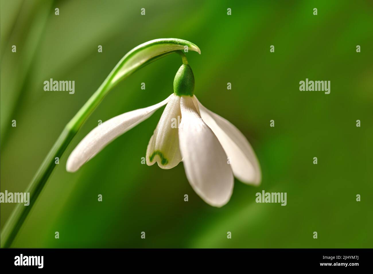 Nahaufnahme einer weißen, gewöhnlichen Schneeglötblume, die vor einem grünen Hintergrund in einem abgelegenen Feld wächst. Galanthus nivalis blüht, blüht und Stockfoto