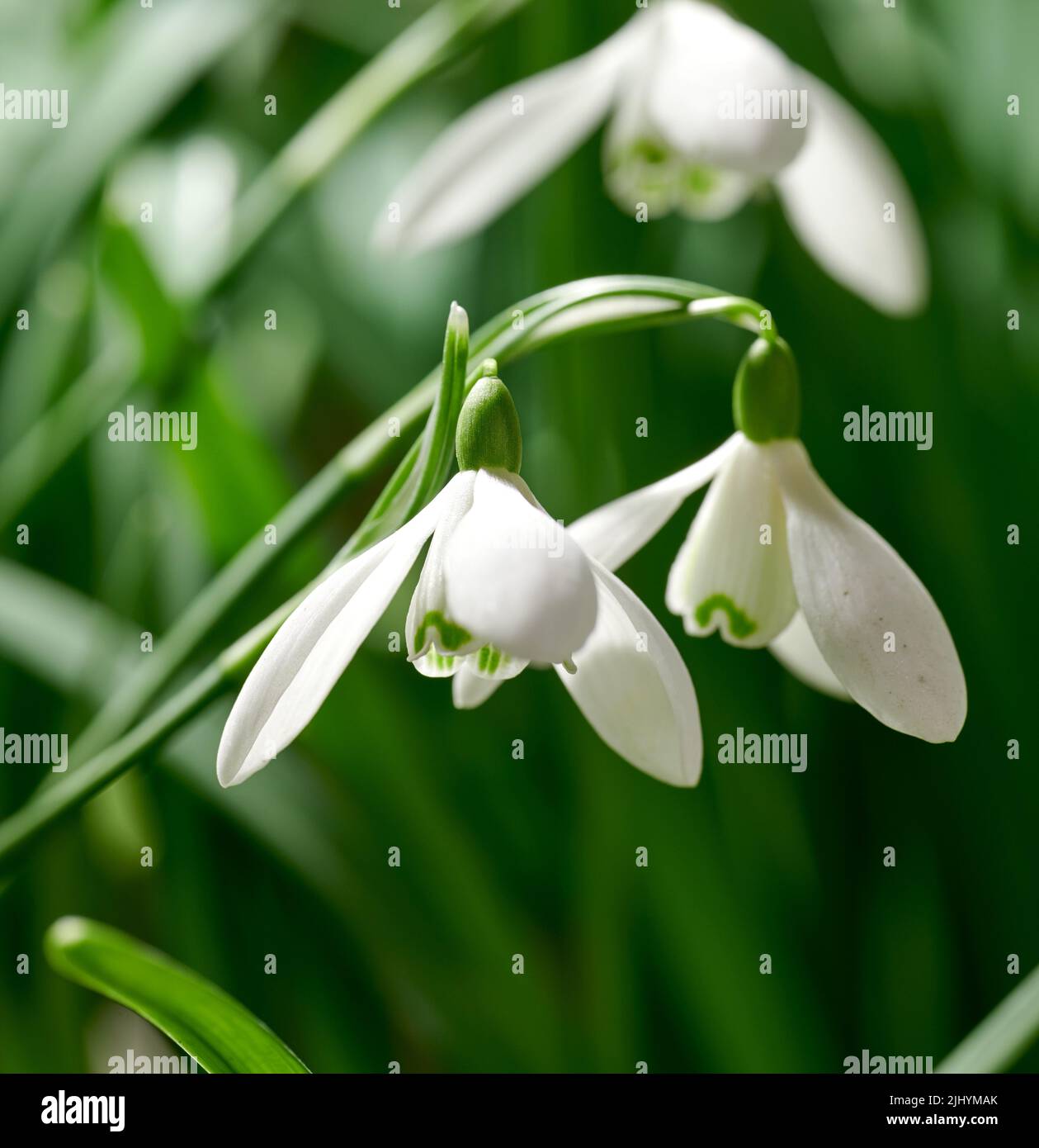 Nahaufnahme von weißen gewöhnlichen Schneeglöpfenblumen, die vor einem grünen Kopierraum-Hintergrund in einem abgelegenen Feld wachsen. Galanthus nivalis blüht, blüht und Stockfoto