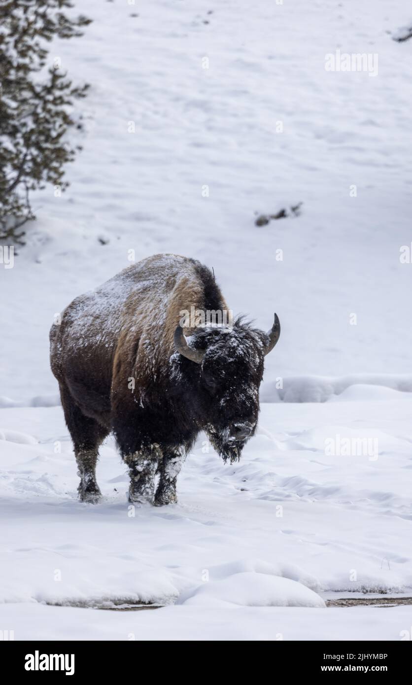 Bison im Winter im Yellowstone Natioanl Park Wyoming Stockfoto