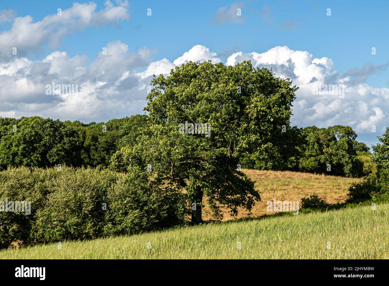 Ein ländlicher Sussex-Blick über Ackerland im Sommer Stockfoto