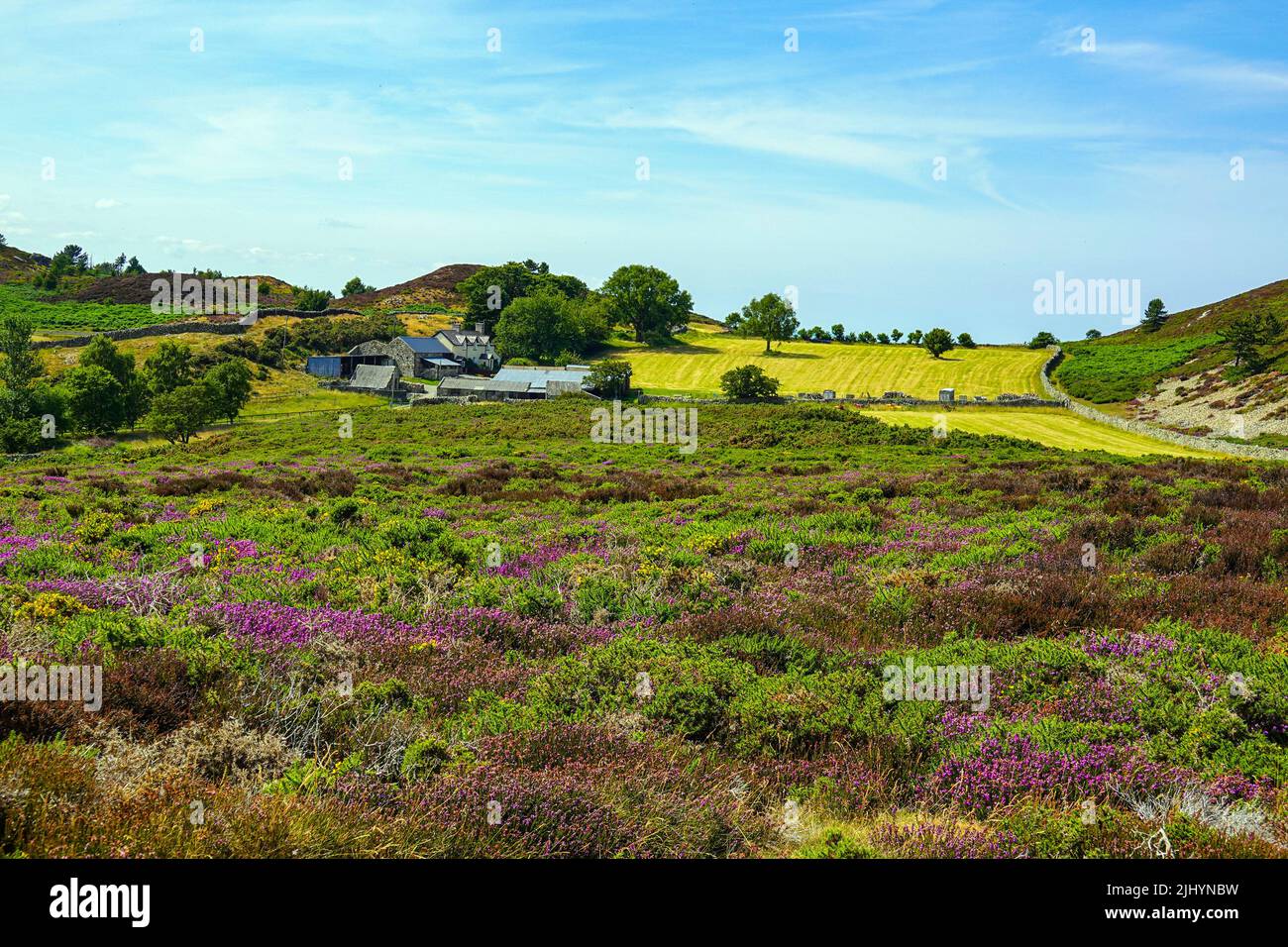 Violette Heidekraut und sonniges Sommerwetter an der Küste von Nordwales, nahe Llandudno und Rhyl, Sychnant Pass Stockfoto