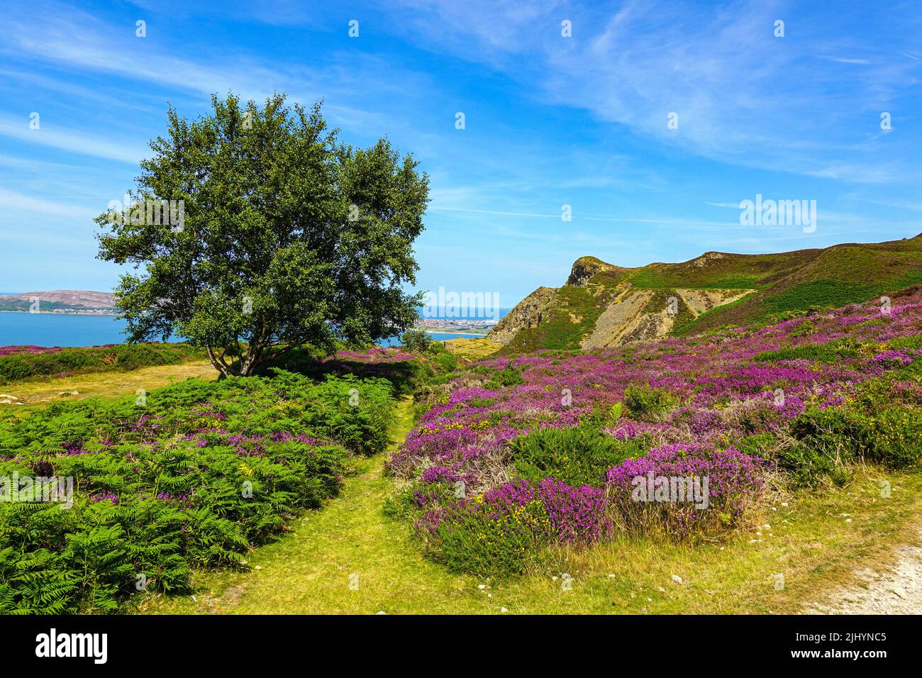 Violette Heidekraut und sonniges Sommerwetter an der Küste von Nordwales, nahe Llandudno und Rhyl, Sychnant Pass Stockfoto
