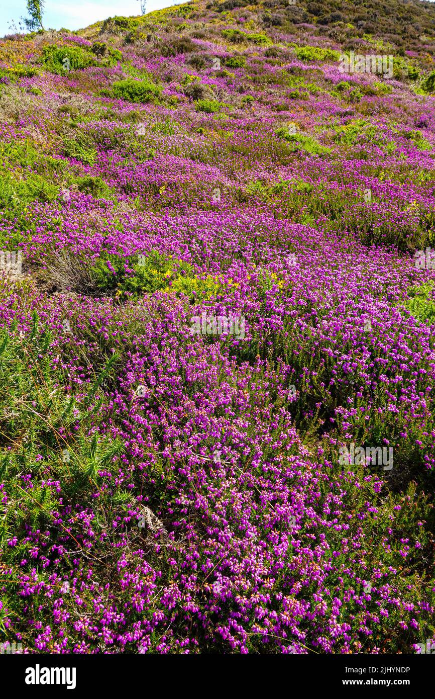 Violette Heidekraut und sonniges Sommerwetter an der Küste von Nordwales, nahe Llandudno und Rhyl, Sychnant Pass Stockfoto