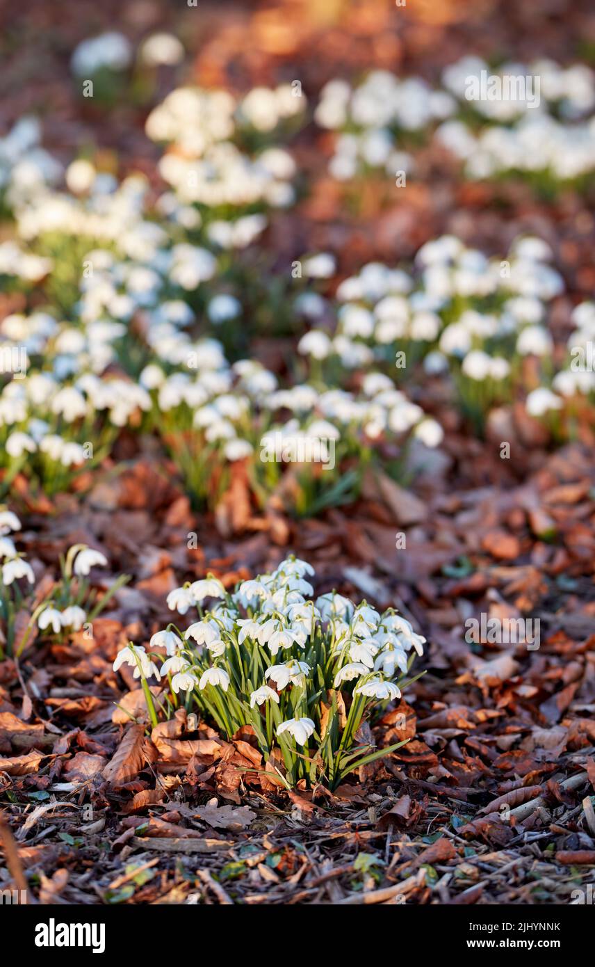 Weiße Schneeglötblumen wachsen im Sommer auf einem Blumenbeet in einem Garten im Hinterhof. Galanthus nivalis blühende Pflanzen beginnen zu blühen und gedeihen in einem Stockfoto