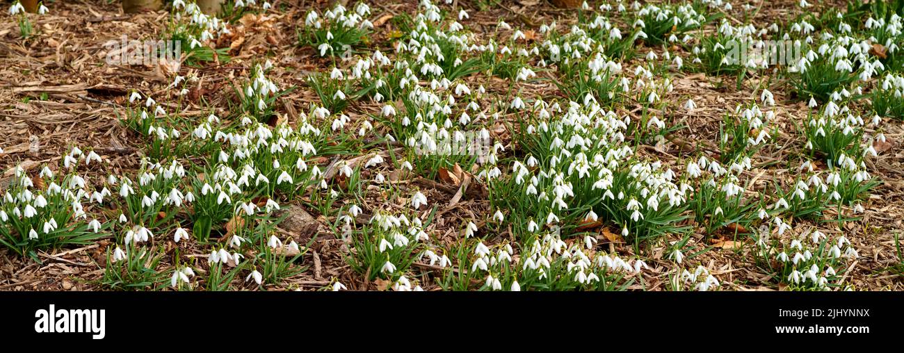 Feld der weißen gewöhnlichen Schneeglöpfenblumen wächst, blüht und blüht in einem abgelegenen Land oder einer Wiese. Gruppe von galanthus nivalis Pflanzen Stockfoto