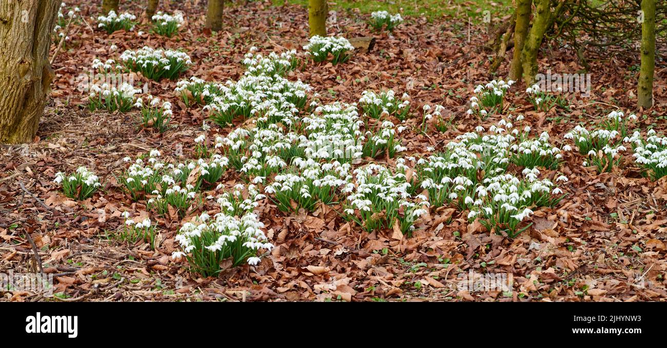 Feld von Schneeglöpfenblumen wächst in ruhigen Waldwald. Naturtapete von Frühlingspflanzen, die in einem Winterfeld blühen. Zarte weiße Blüten von Stockfoto