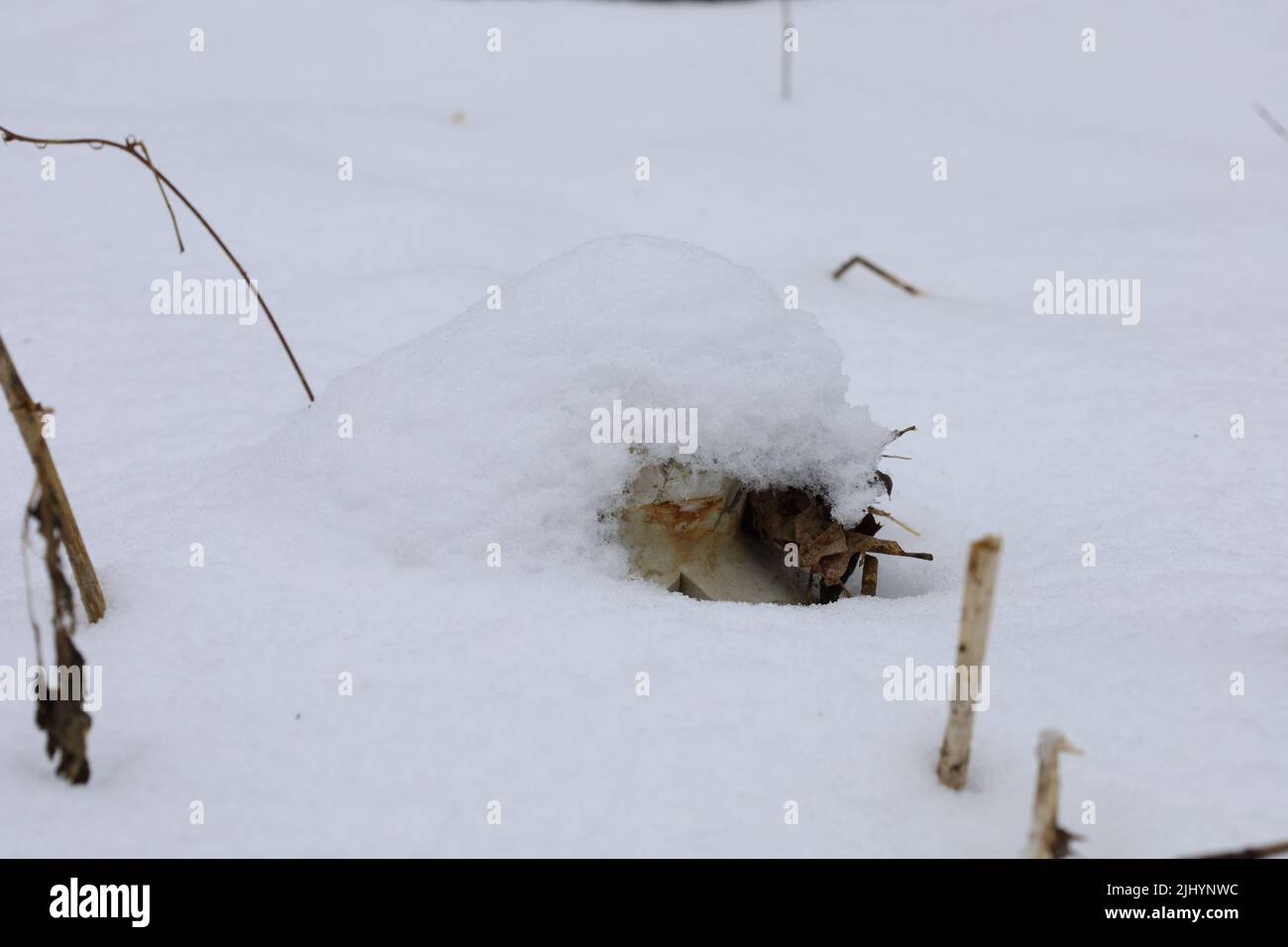 Sterbender Wildwald im Winter Stockfoto