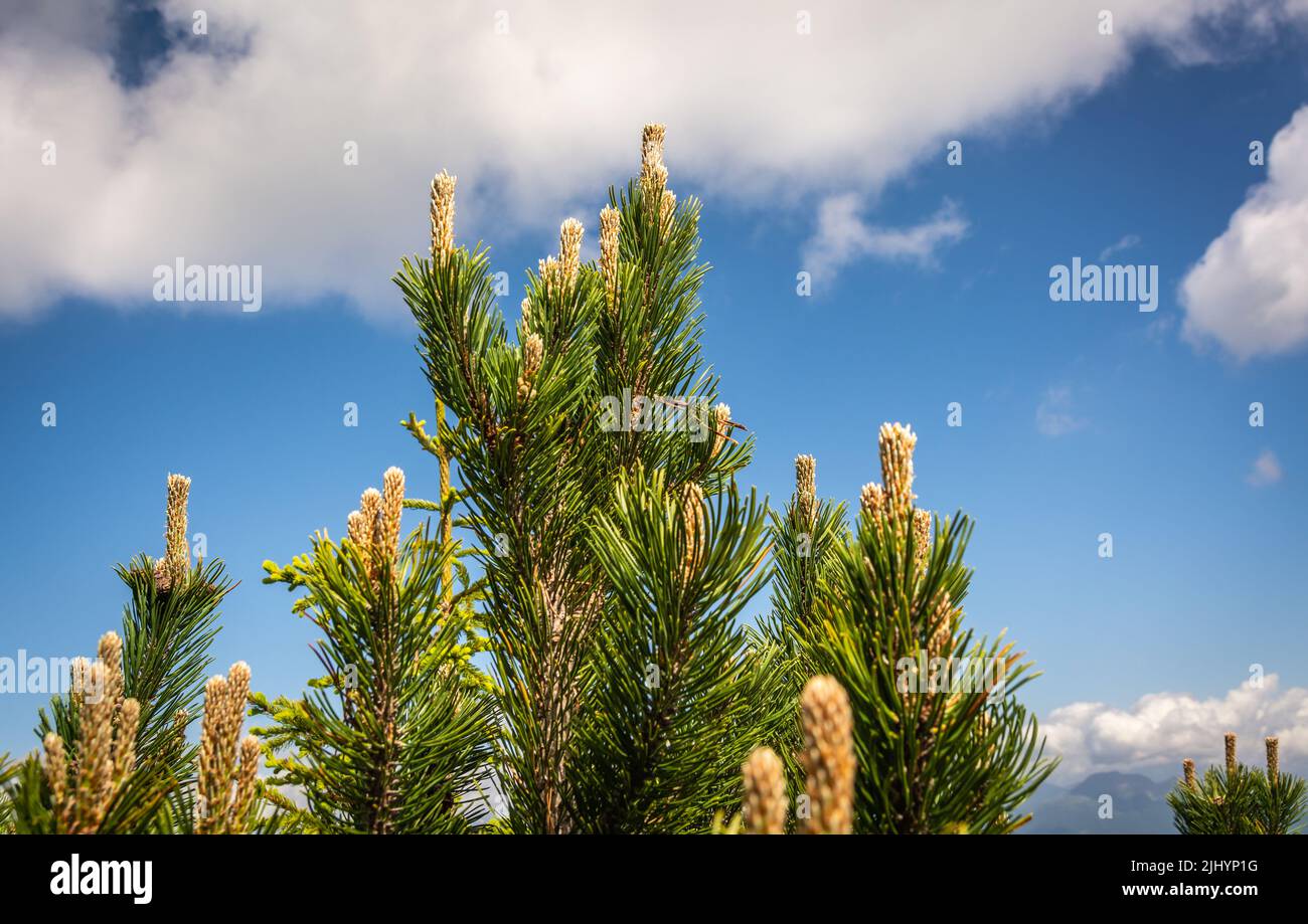 Pinus mugo ist ein buschiger und buschiger Nadelbaum mit einem schrägen und verdrehten Lager. Dolomiti Mountains, Norditalien. Bergkiefer (Pinus mugo). Stockfoto
