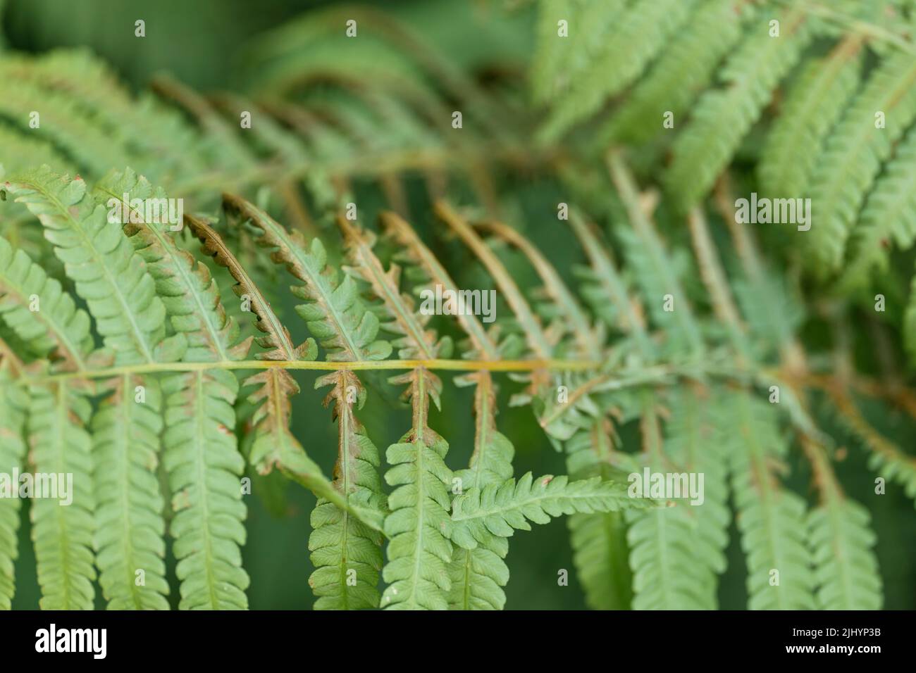Farnblätter mit Hitzeschäden nach extrem heißen Temperaturen im Juli 2022. Stockfoto Farnblätter mit Hitzeschäden nach extrem heißen Temperaturen im Juli 2022. Stockfoto